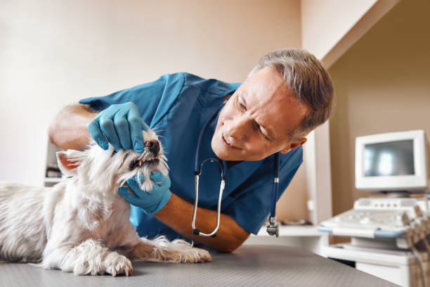 Best 24-Hour Emergency Dentist  in Beecher, IL